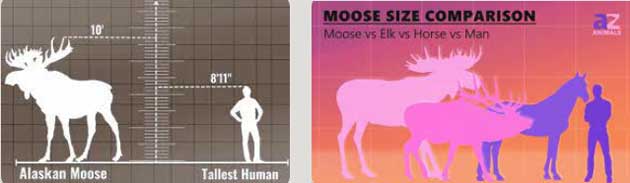 Full-Size-Moose-Compared-to-Human-02