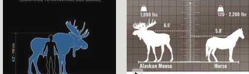 Full-Size-Moose-Compared-to-Human-03