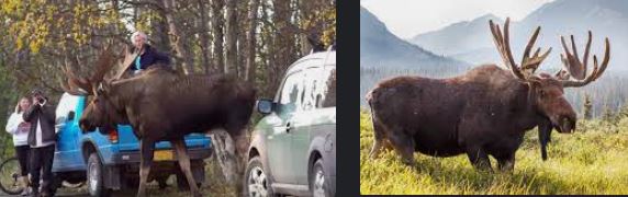 Full-Size-Moose-Compared-to-Human-05
