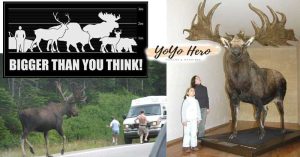 Full-Size-Moose-Compared-to-Human- The Mighty Moose: From Calves to Kings of the Wilderness