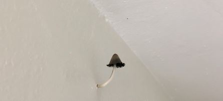 mushrooms growing in bathroom 02 walls