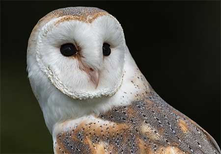 01-Owls of France Barn-Owl-(Tyto-alba)-01