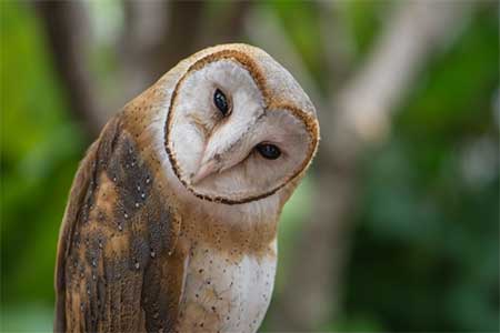 01-Owls of France Barn-Owl-(Tyto-alba)-02