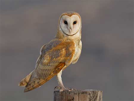 01-Owls of France Barn-Owl-(Tyto-alba)-03