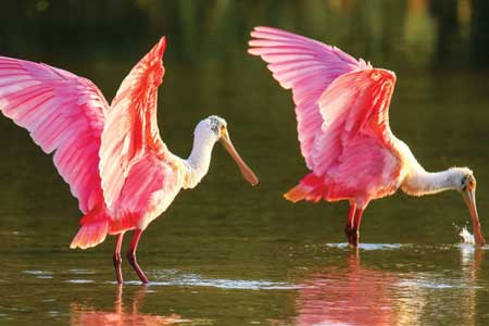 01-Roseate-Spoonbill-Pink-Birds-in-Florida-02