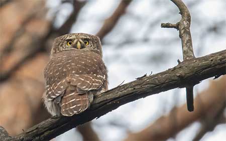 02-Owls of France Eurasian-Pygmy-Owl-(Glaucidium-passerinum)-01