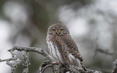 02-Owls of France Eurasian-Pygmy-Owl-(Glaucidium-passerinum)-02