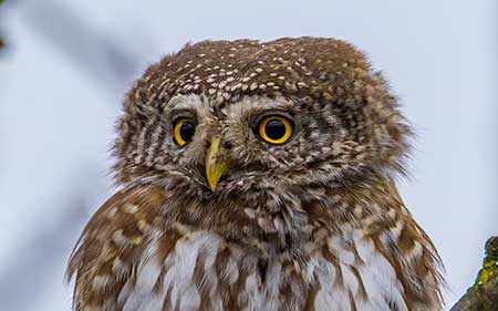02-Owls of France Eurasian-Pygmy-Owl-(Glaucidium-passerinum)-03