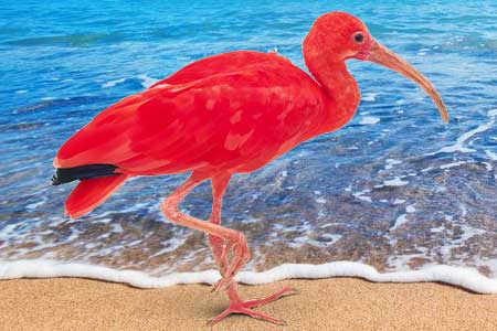 02-Scarlet-Ibis-Pink-Birds-in-Florida-01