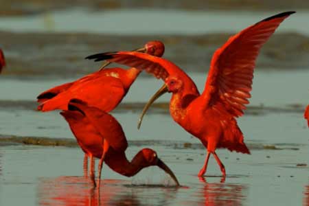 02-Scarlet-Ibis-Pink-Birds-in-Florida-03