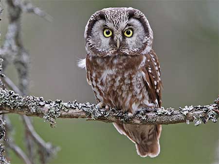 03-Owls of France Boreal-Owl-(Aegolius-funereus)-01