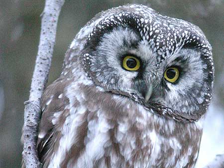 03-Owls of France Boreal-Owl-(Aegolius-funereus)-02