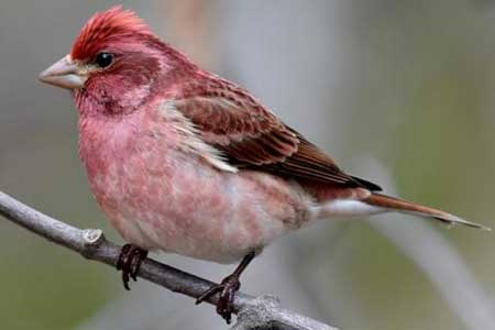 03-Purple-Finch-Pink-Birds-in-Florida-01