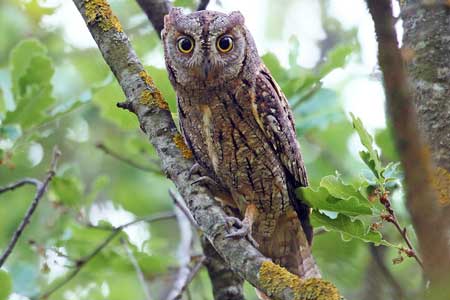 04-Owls of France Eurasian-Scops-Owls-(Otus-scops)-01