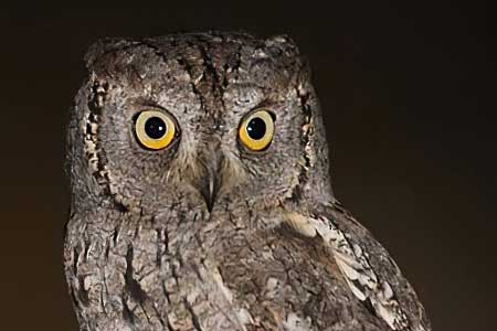 04-Owls of France Eurasian-Scops-Owls-(Otus-scops)-02