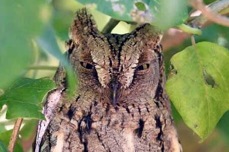 04-Owls of France Eurasian-Scops-Owls-(Otus-scops)-03