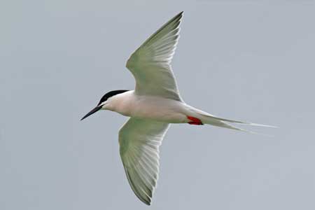 04-Roseate-Tern-Pink-Birds-in-Florida-01