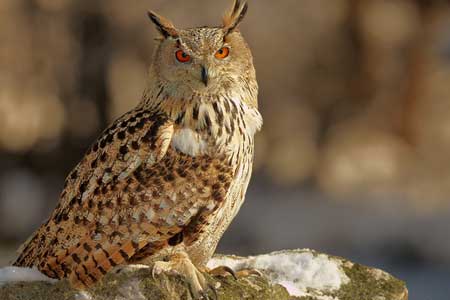 05-Owls of France Eurasian-Eagle-Owl-(Bubo-bubo)-01