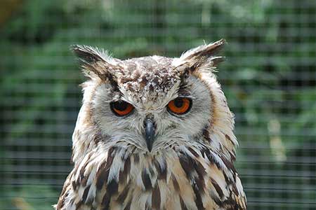 05-Owls of France Eurasian-Eagle-Owl-(Bubo-bubo)-03