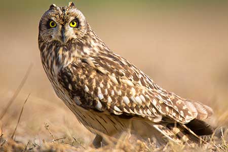 06-Owls of France Short-Eared-Owl-(Asio-flammeus)-02