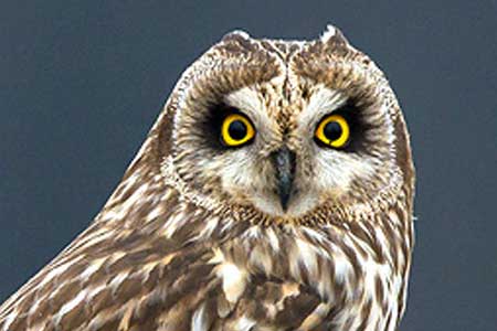 06-Owls of France Short-Eared-Owl-(Asio-flammeus)-03