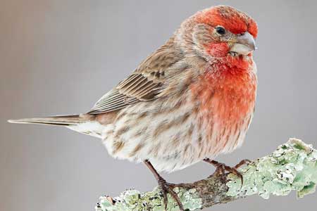 06-house-Finch-Pink-Birds-in-Florida-01