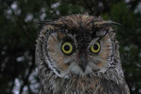 07-Owls of France Long-Eared-Owls-(Asio-otus)-02