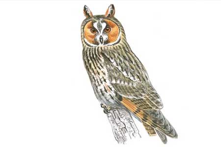 07-Owls of France Long-Eared-Owls-(Asio-otus)-03