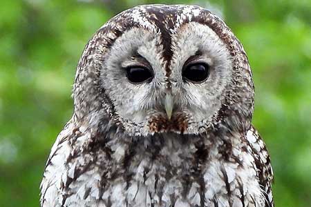 09-Owls of France Tawny-Owl-(Strix-aluco)-01