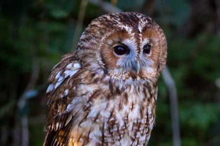 09-Owls of France Tawny-Owl-(Strix-aluco)-02