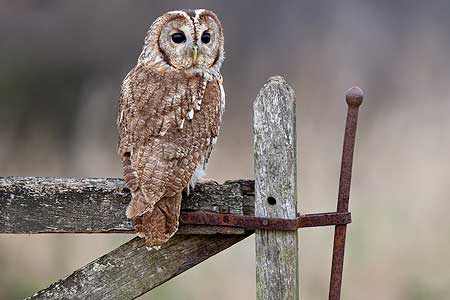 09-Owls of France Tawny-Owl-(Strix-aluco)-03