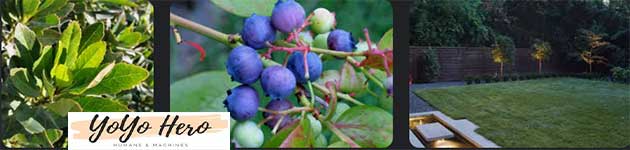 Japanese-Blueberry-Tree-11