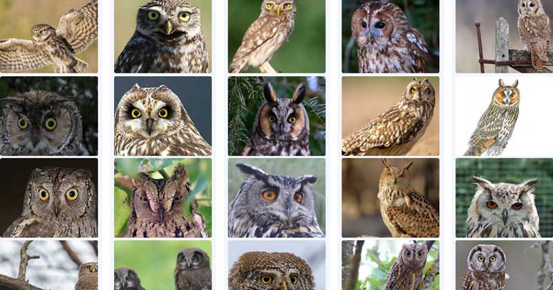 Owls of France: A Comprehensive Look at Each Species | YoYo Hero