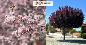 The Purple Leaf Plum Tree: A Complete Guide