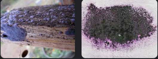 is purple mold dangerous -02