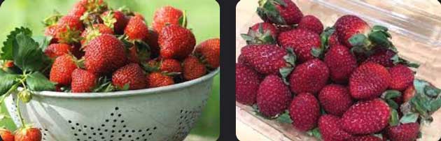 How-to-Ripen-Strawberries-04