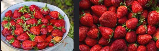 How-to-Ripen-Strawberries-05