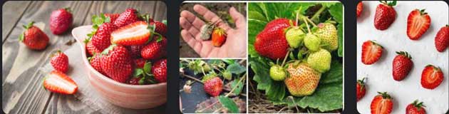 How-to-Ripen-Strawberries-08
