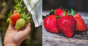 How-to-Ripen-Strawberries-10