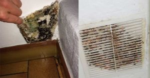 black-mold-vs-dust-09, Quick Answer: How to Distinguish Between Mold and Dust